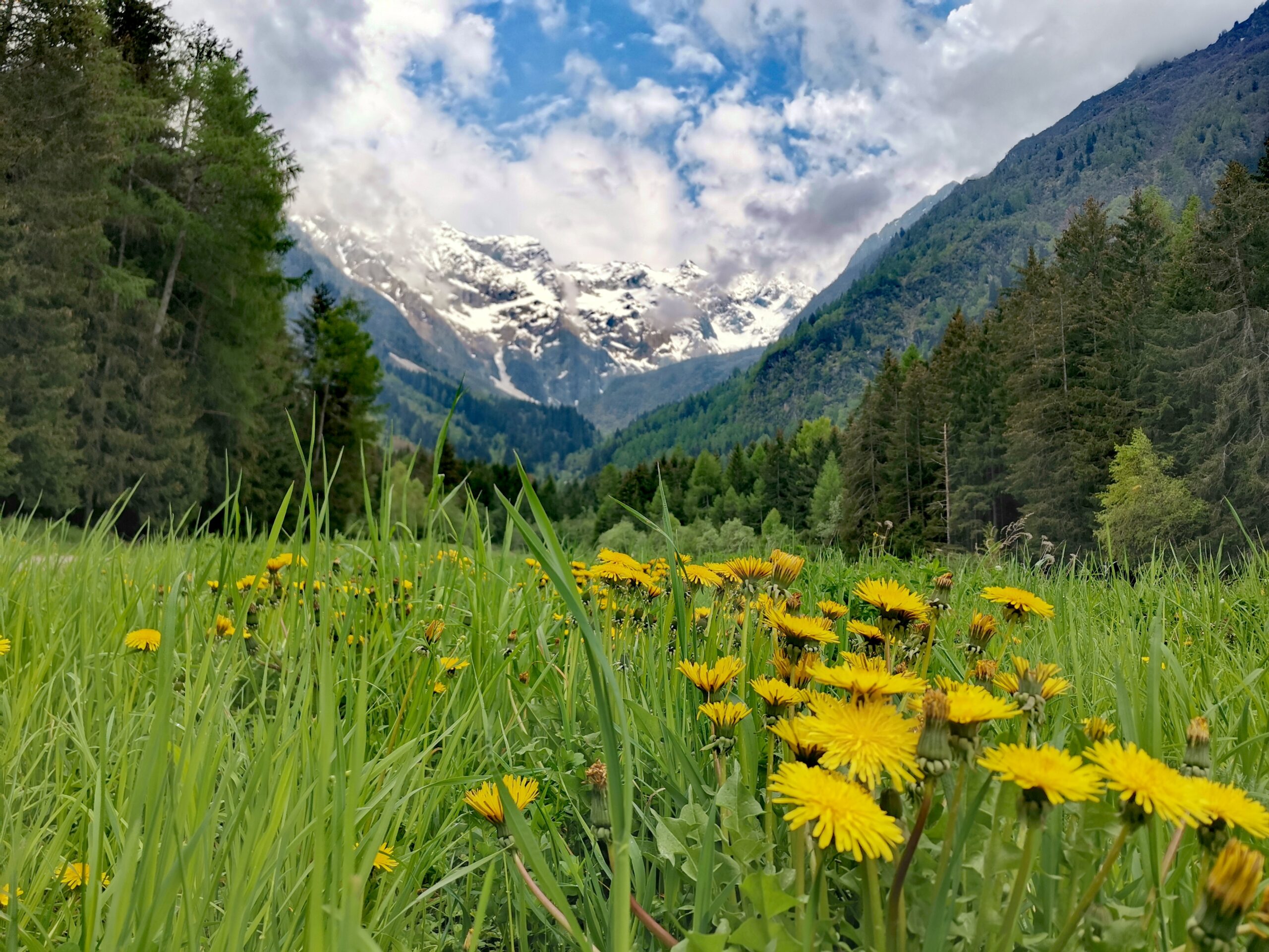 Estate - PAsso del Tonale | Alpen Color Hotel Tonale
